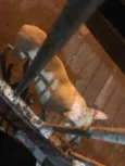 Desconhecido