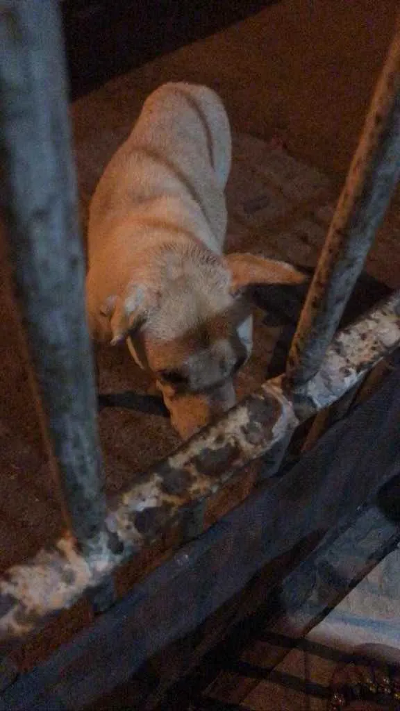 Cachorro ra a Desconhecido  idade 2 anos nome Desconhecido 