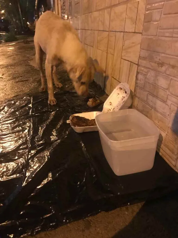 Cachorro ra a Desconhecido  idade 2 anos nome Desconhecido 