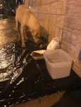 Desconhecido