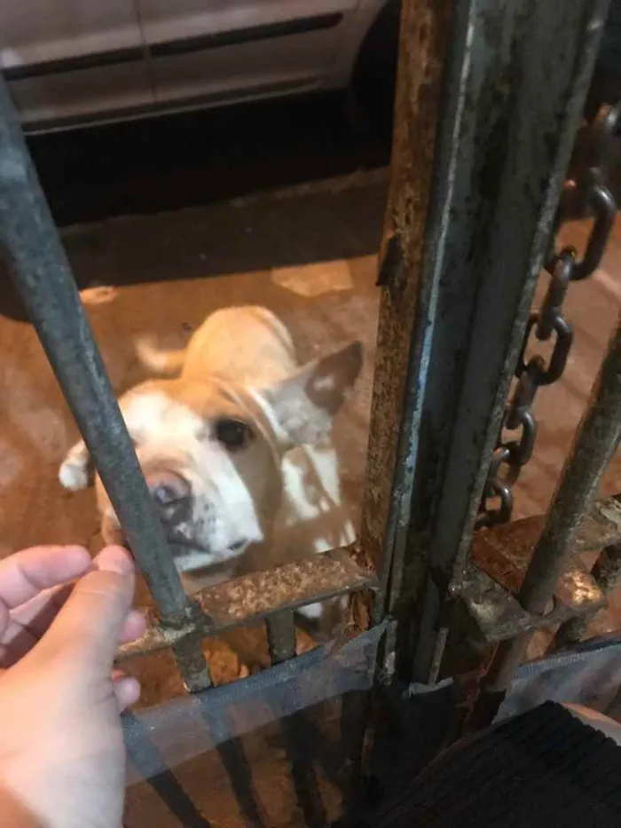 Cachorro ra a Desconhecido  idade 2 anos nome Desconhecido 