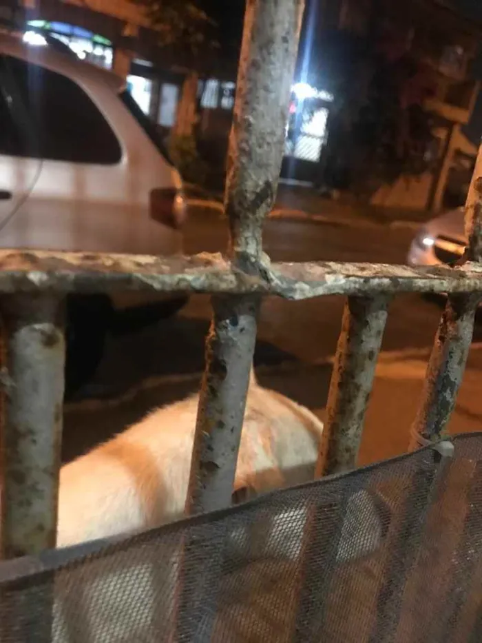 Cachorro ra a Desconhecido  idade 2 anos nome Desconhecido 