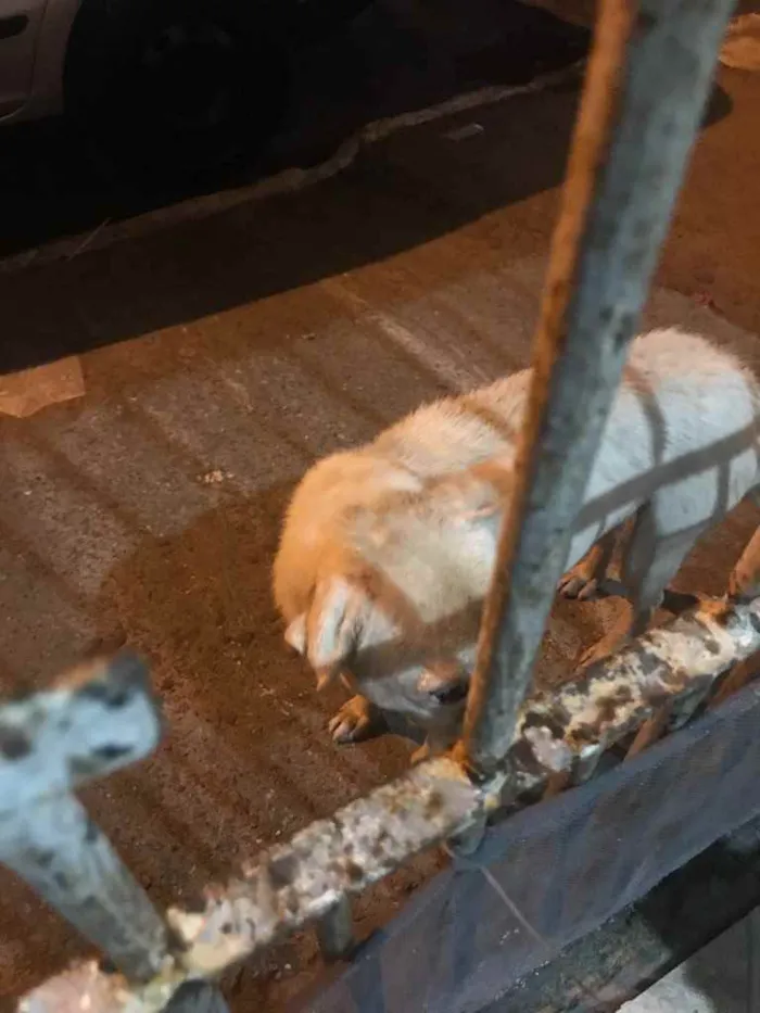 Cachorro ra a Desconhecido  idade 2 anos nome Desconhecido 