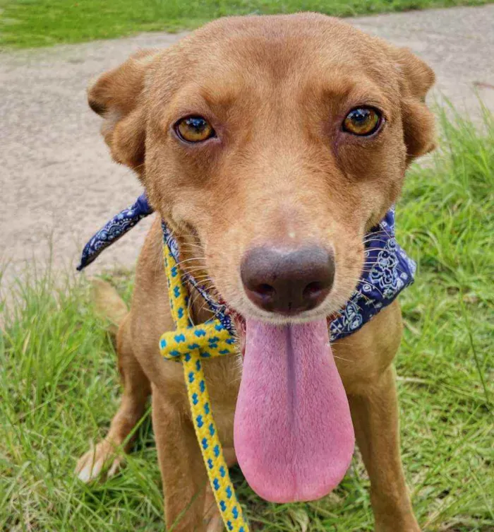 Cachorro raça SRD idade 1 ano nome Mel 