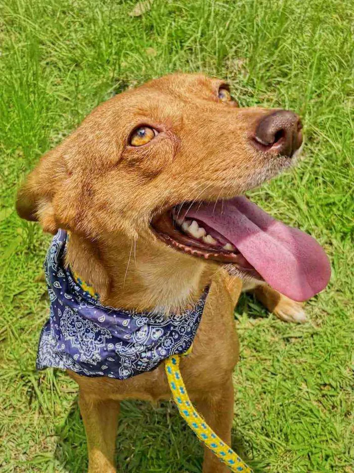 Cachorro raça SRD idade 1 ano nome Mel 