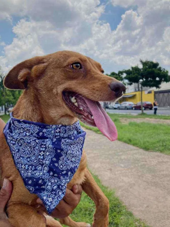 Cachorro raça SRD idade 1 ano nome Mel 