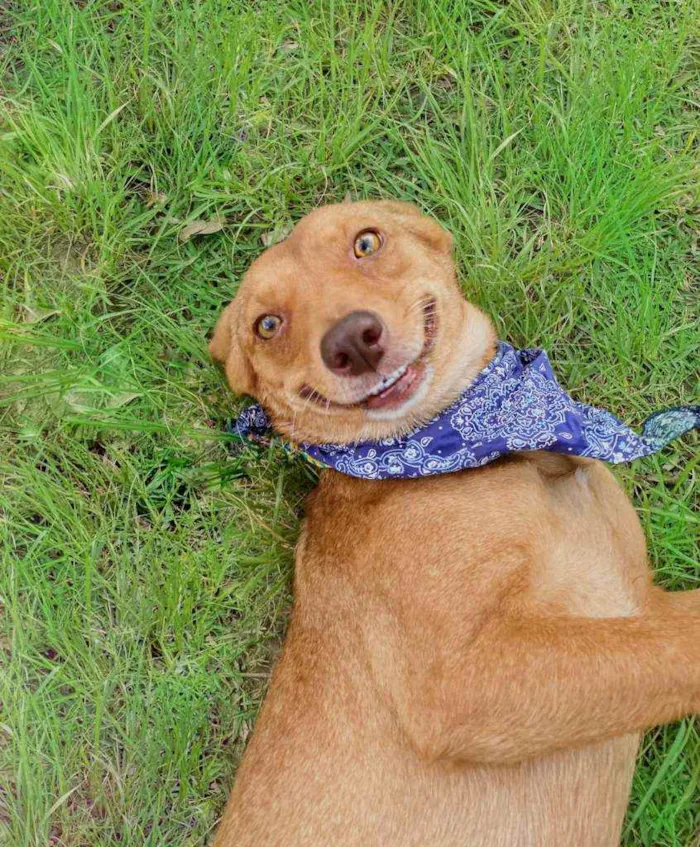 Cachorro raça SRD idade 1 ano nome Mel 