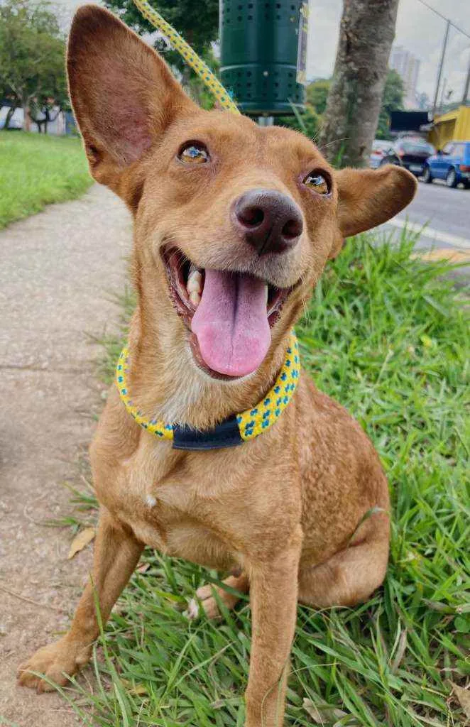 Cachorro raça SRD idade 1 ano nome Mel 