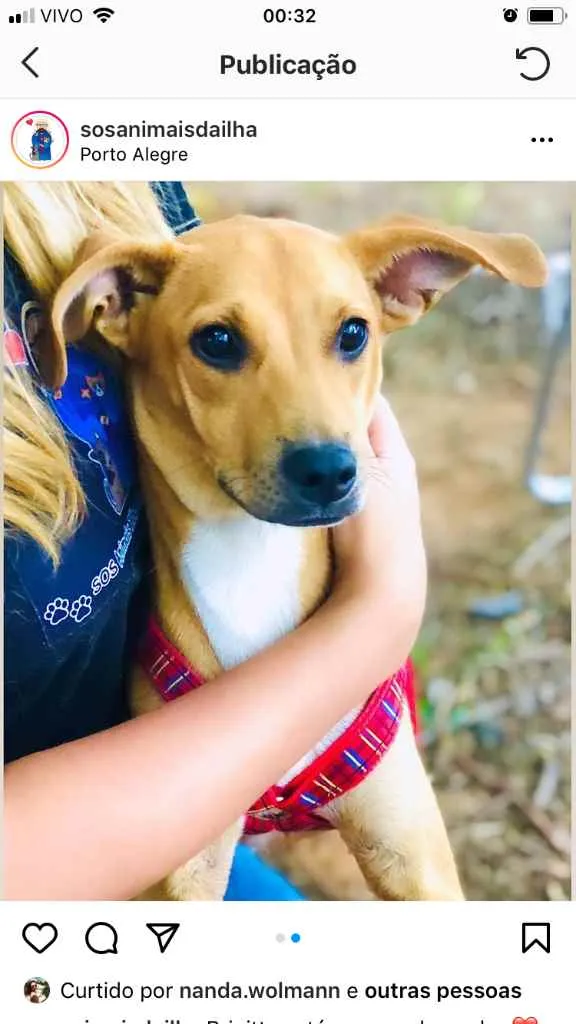 Cachorro ra a Vira-latinha idade 2 a 6 meses nome Brigitte 