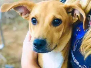 Cachorro raça Vira-latinha idade 2 a 6 meses nome Brigitte 
