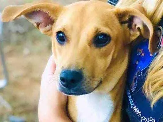 Cachorro ra a Vira-latinha idade 2 a 6 meses nome Brigitte 