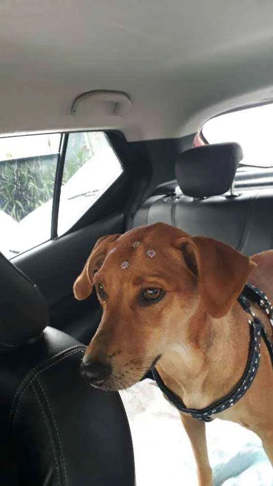 Cachorro raça Vira Lata idade 1 ano nome Zola