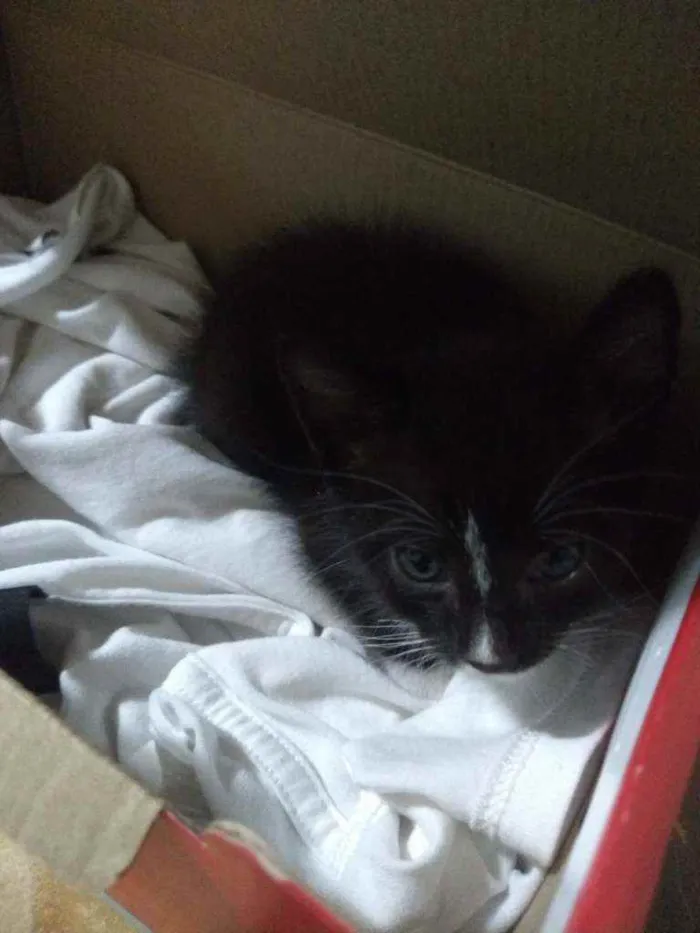 Gato ra a Sem raça definida idade Abaixo de 2 meses nome Sem nome