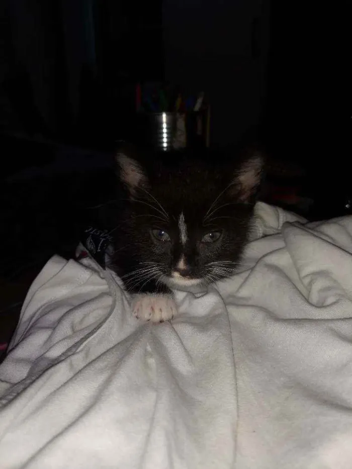 Gato ra a Sem raça definida idade Abaixo de 2 meses nome Sem nome
