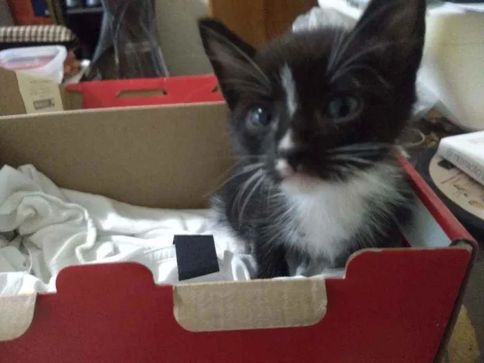 Gato ra a Sem raça definida idade Abaixo de 2 meses nome Sem nome