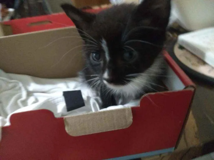 Gato ra a Sem raça definida idade Abaixo de 2 meses nome Sem nome