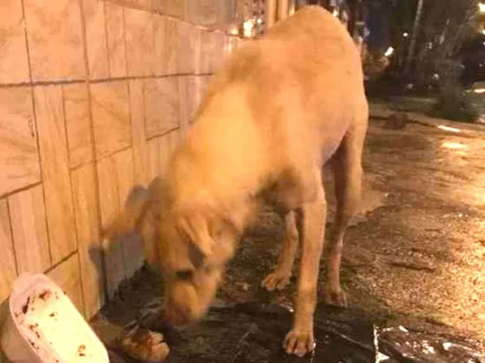 Cachorro ra a Desconhecido  idade 2 anos nome Desconhecido 