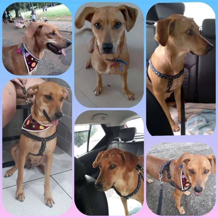 Cachorro raça Vira Lata idade 1 ano nome Zola