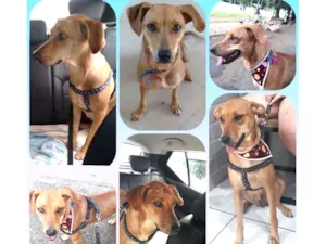 Cachorro raça Vira Lata idade 1 ano nome Zola