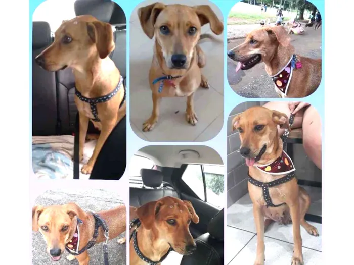 Cachorro raça Vira Lata idade 1 ano nome Zola