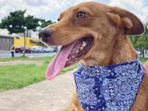 Cachorro raça SRD idade 1 ano nome Mel 