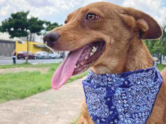 Cachorro raça SRD idade 1 ano nome Mel 