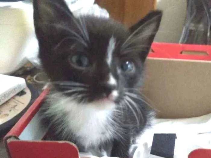 Gato ra a Sem raça definida idade Abaixo de 2 meses nome Sem nome
