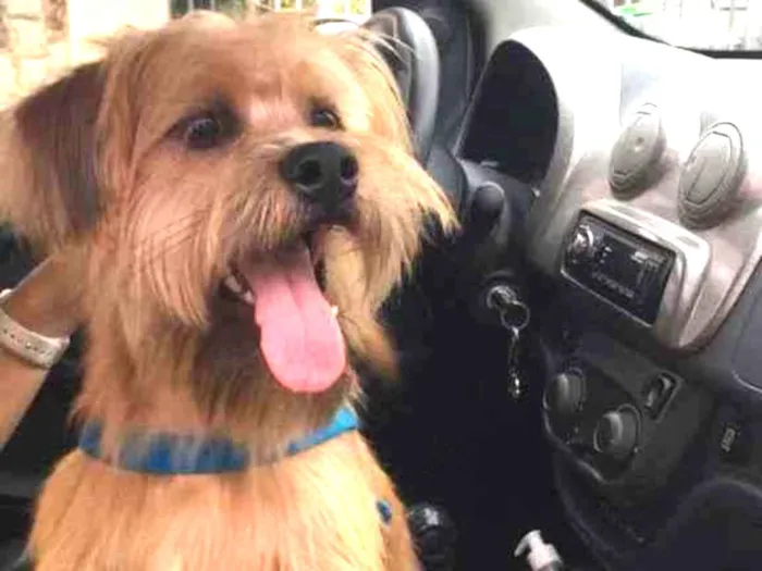 Cachorro raça Shitzu + Beeglo  idade 7 a 11 meses nome Coreh