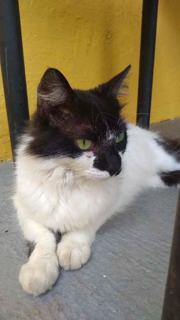 Gato raça Srd idade 7 a 11 meses nome Quitéria