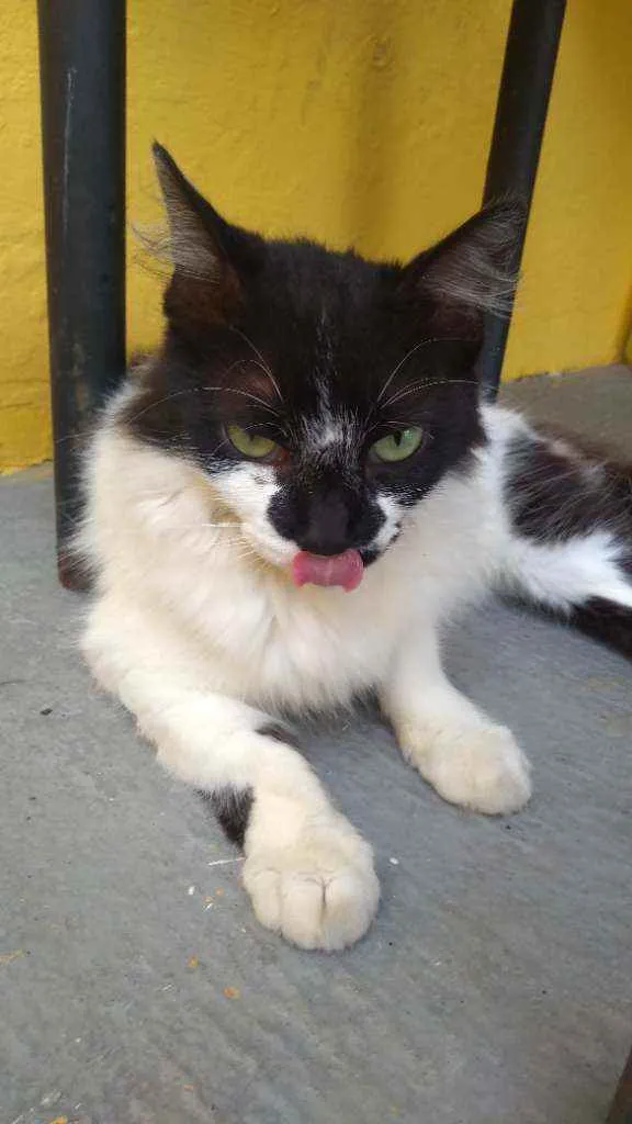 Gato raça Srd idade 7 a 11 meses nome Quitéria