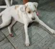 Cachorro raça Srd idade 1 ano nome Mel