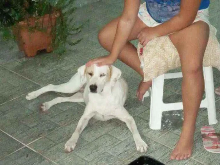 Cachorro raça Srd idade 1 ano nome Mel