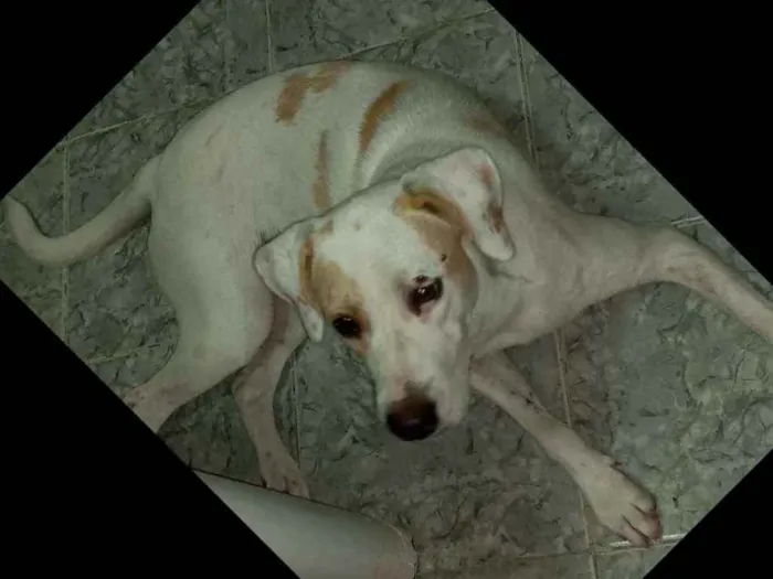 Cachorro raça Srd idade 1 ano nome Mel