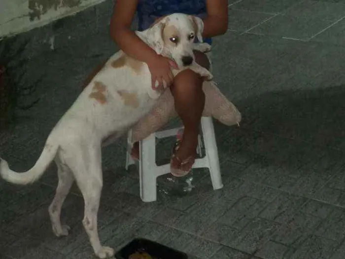 Cachorro raça Srd idade 1 ano nome Mel