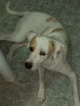 Mel
