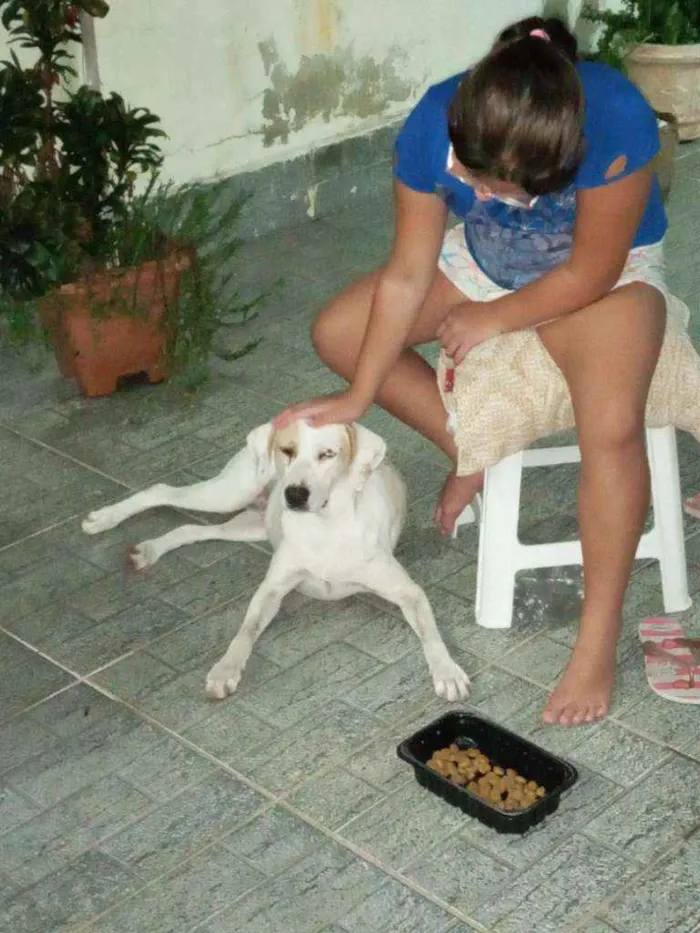 Cachorro ra a Srd idade 1 ano nome Mel