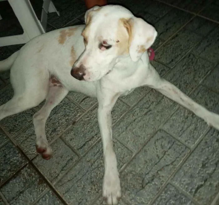 Cachorro ra a Srd idade 1 ano nome Mel