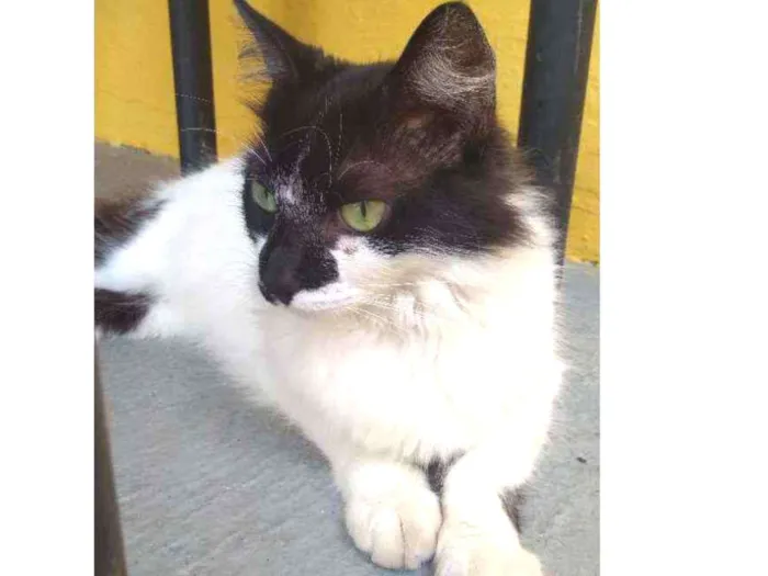 Gato raça Srd idade 7 a 11 meses nome Quitéria