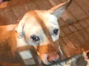 Cachorro raça Desconhecido  idade 2 anos nome Desconhecido 