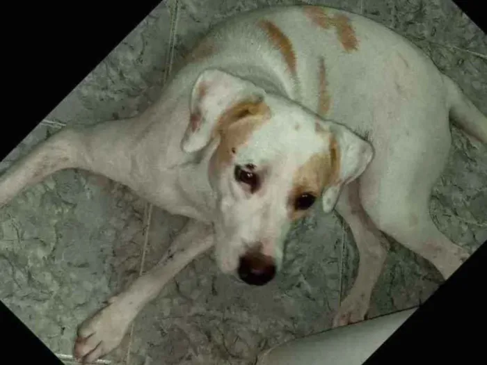 Cachorro raça Srd idade 1 ano nome Mel