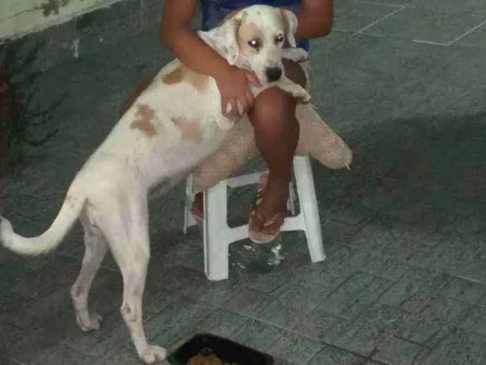 Cachorro ra a Srd idade 1 ano nome Mel
