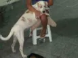 Mel