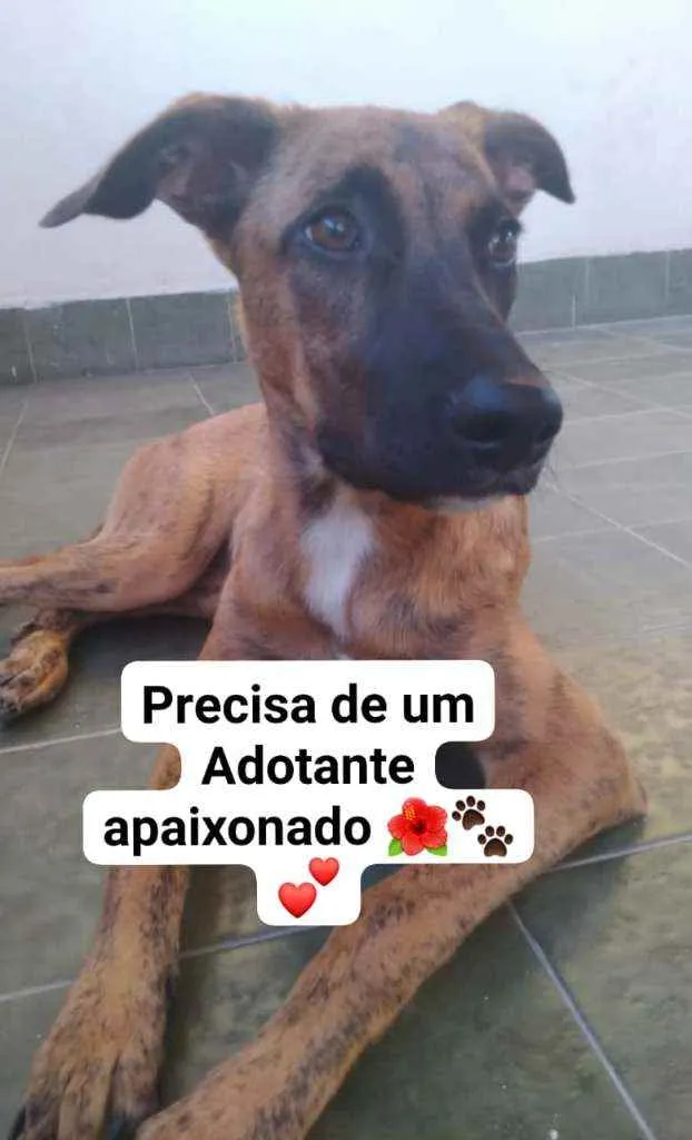 Cachorro ra a Mestiça Pastor alemao  idade 2 a 6 meses nome Jessie