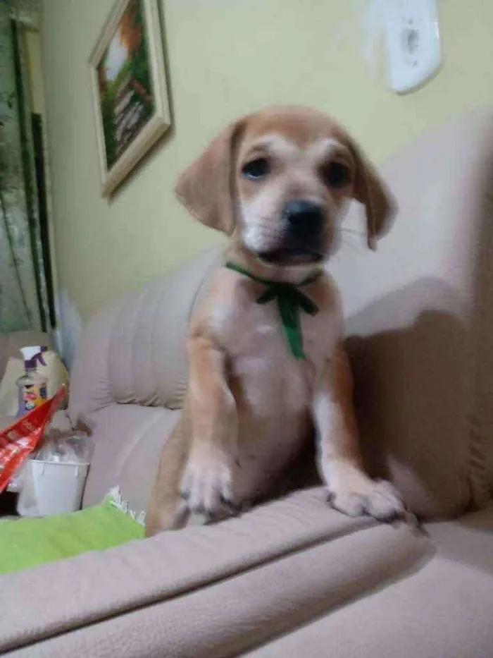 Cachorro raça SRD idade Abaixo de 2 meses nome Sem nome