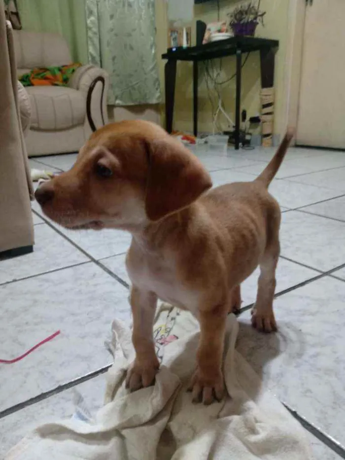 Cachorro raça SRD idade Abaixo de 2 meses nome Sem nome
