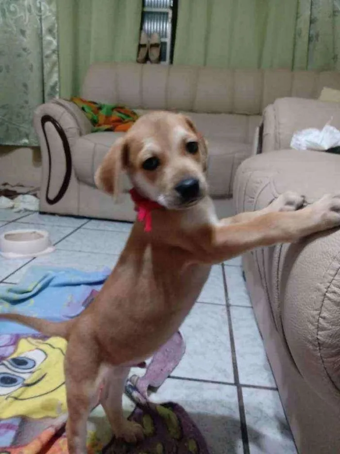 Cachorro raça SRD idade Abaixo de 2 meses nome Sem nome