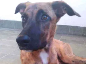 Cachorro raça Mestiça Pastor alemao  idade 2 a 6 meses nome Jessie