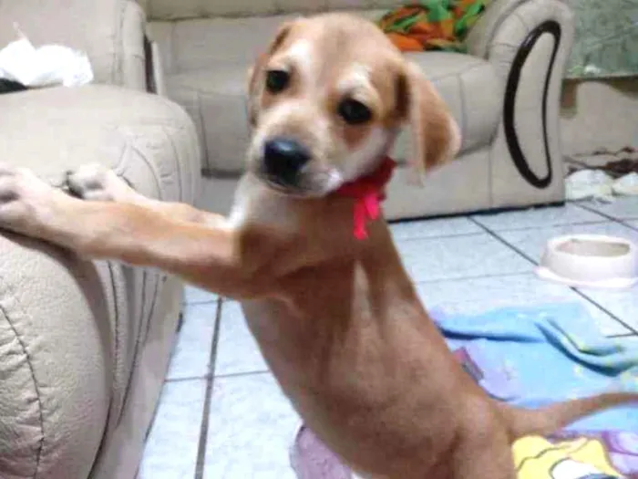 Cachorro raça SRD idade Abaixo de 2 meses nome Sem nome