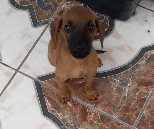 Cachorro ra a Sem raça definida idade 2 a 6 meses nome Sem nome