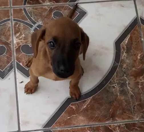 Cachorro ra a Sem raça definida idade 2 a 6 meses nome Sem nome